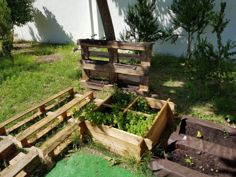 A fase seguinte da nossa horta com mais canteiros feitos de paletes. Com plantação de alfaces, feijoeiro e tomates.